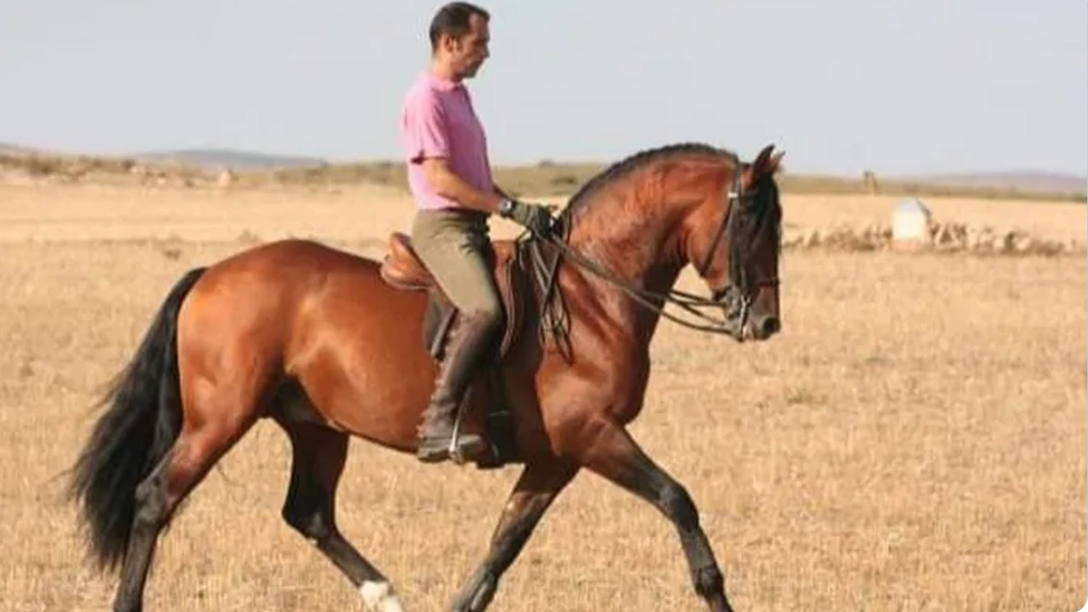 Gonçalo Oliveira e la grande famiglia equestre