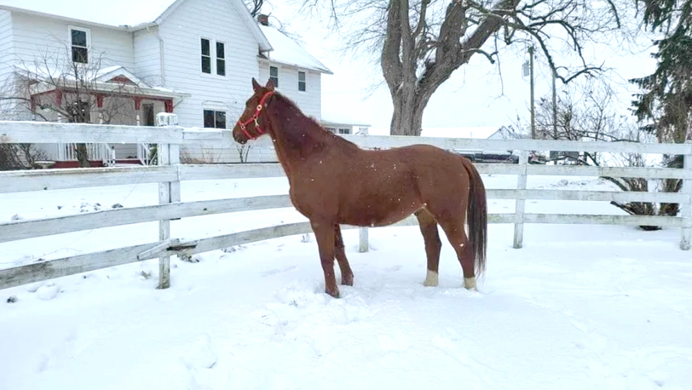 Cape Breton: “Compra un dolce, salva un cavallo”