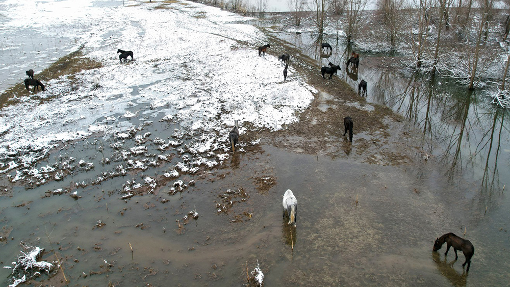 Serbia: salvati dai ghiacci sul Danubio