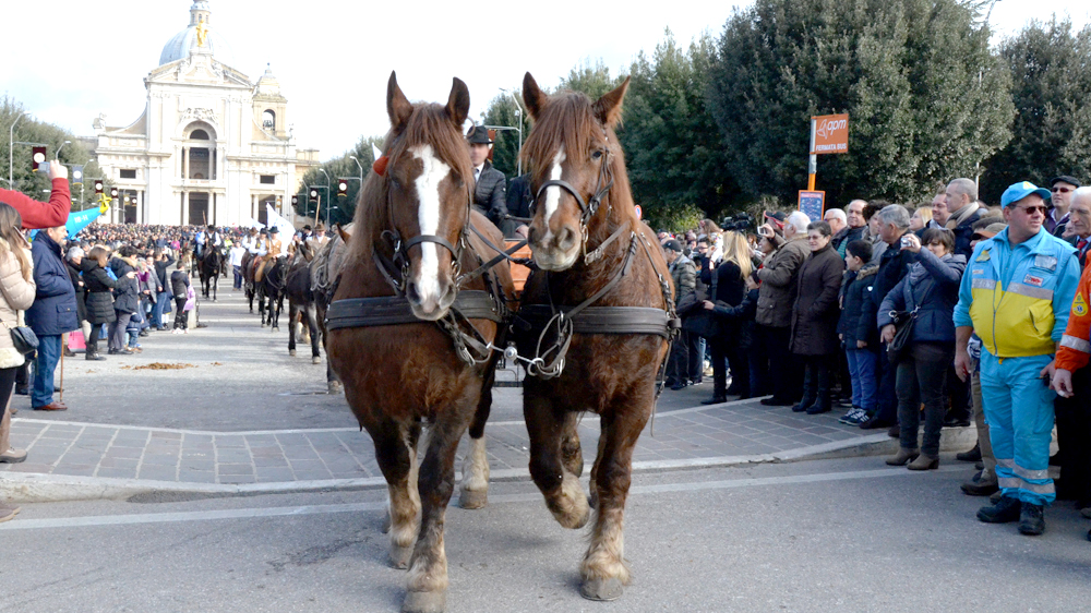 Sant’Antonio e la benedizione degli animali