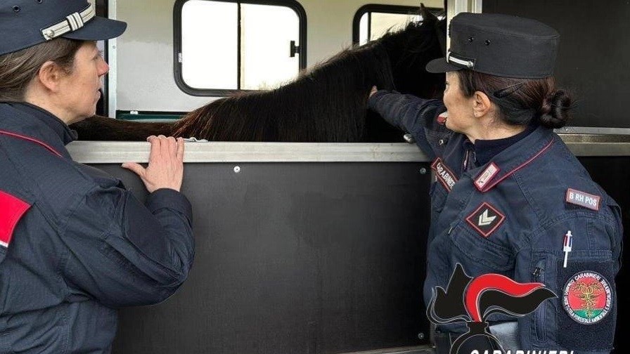Grosseto, un cavallo e un cane da pastore Maremmano sequestrati dai Carabinieri Forestali