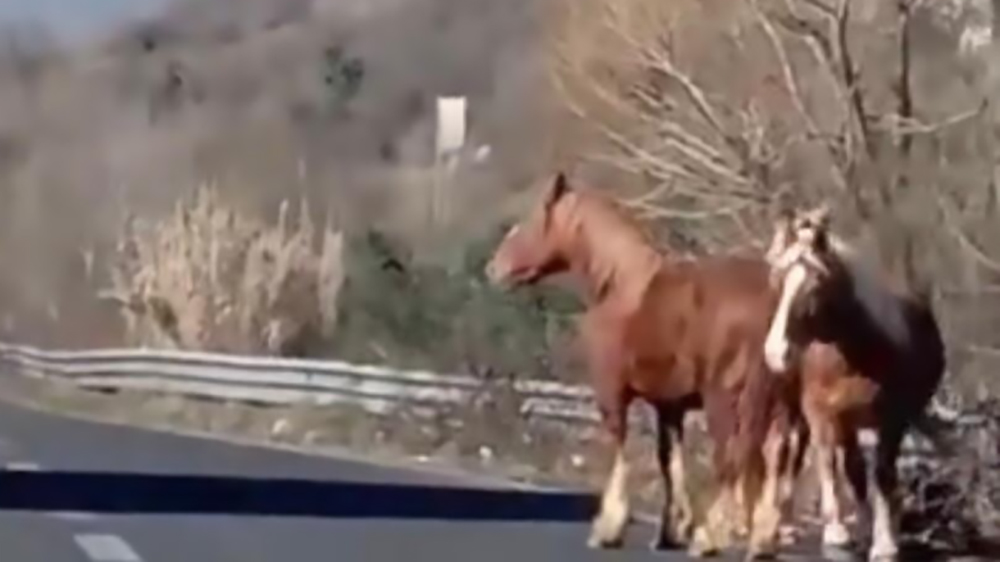 Troppi cavalli in strada