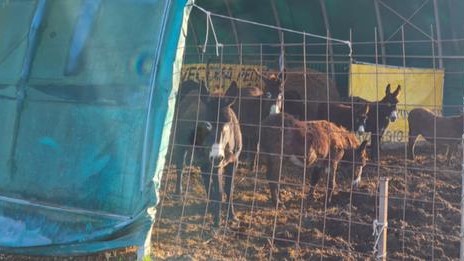 Asinelli all’asta: Horse Angels fa raccolta fondi per i 57 di San Possidonio