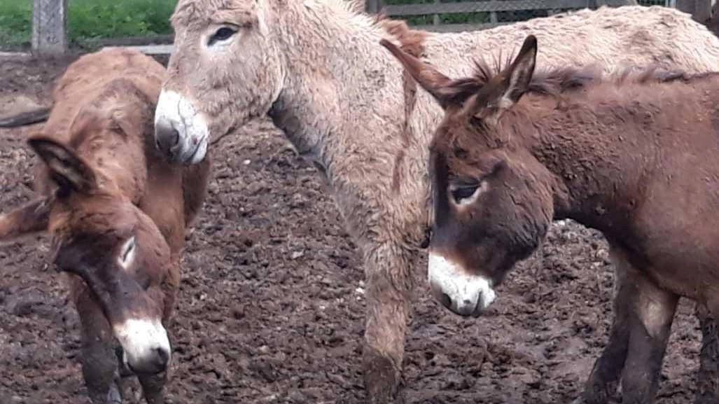 Modena, 57 asinelli all’asta per fallimento dell’azienda: adottiamoli!