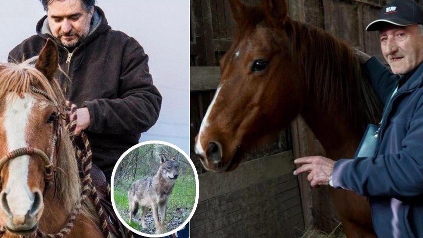 Ferrara: dopo il puledro attaccato a Bologna si galoppa ai ripari