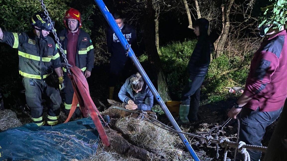 Genova, Johnny salvato dai Vigili del Fuoco: rischiava di precipitare