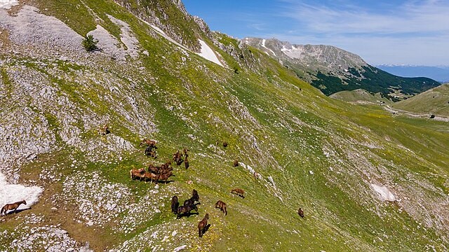 Campania: la Regione vieta (ancora) il pascolo ai cavalli sul Matese
