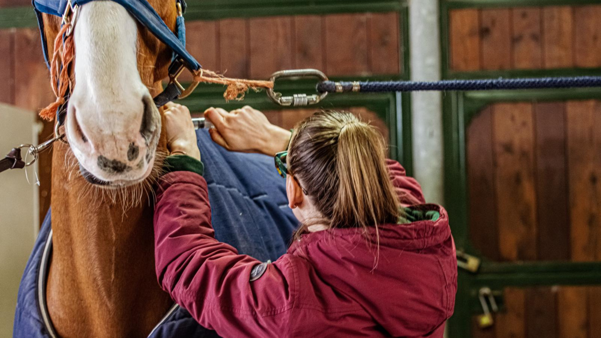 La difficile vita del veterinario nei concorsi internazionali