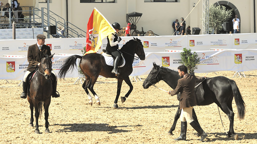 Cavallo Siciliano: un passo da gigante
