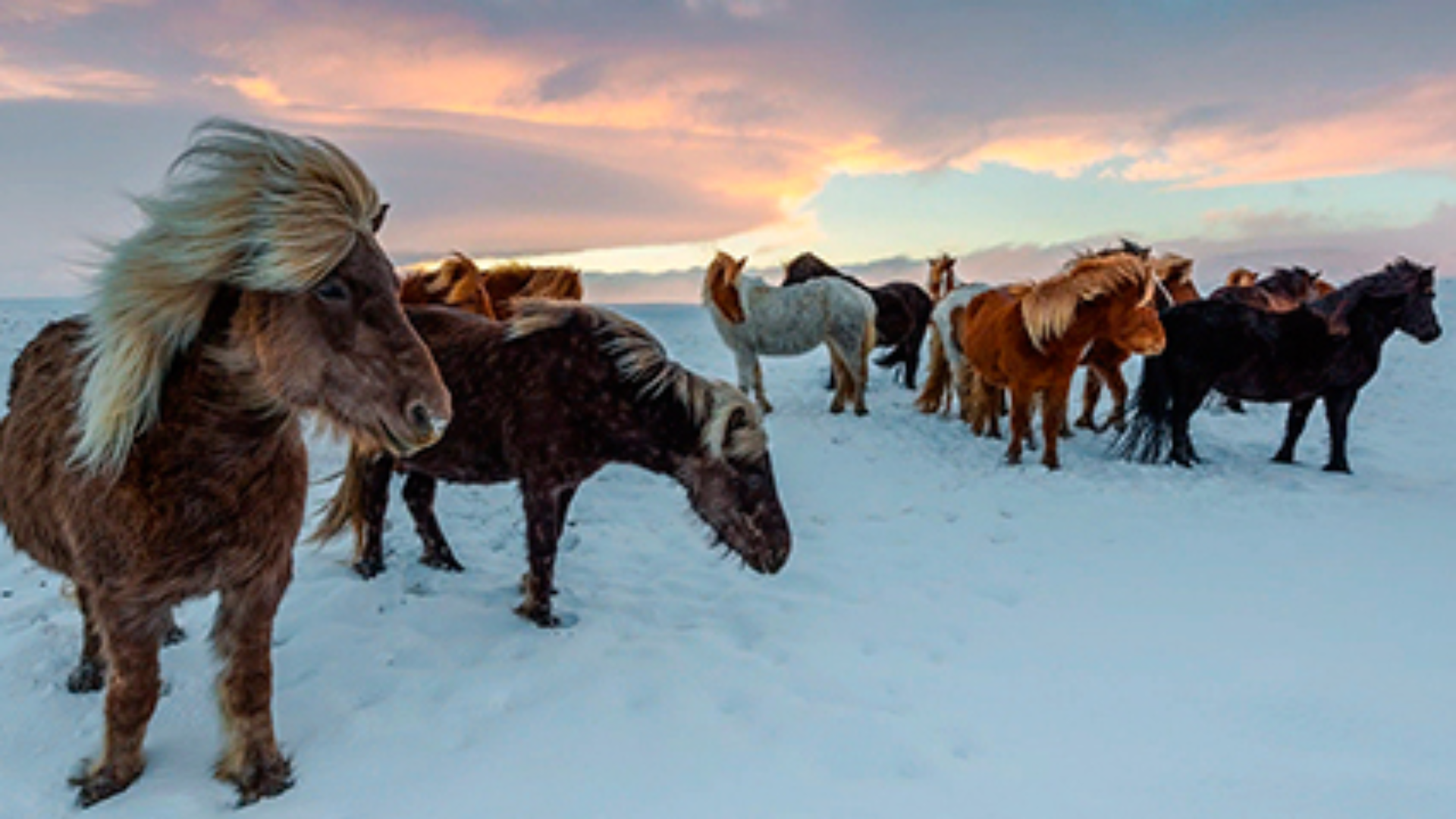 Yakutia, quando la vita viene dai cavalli