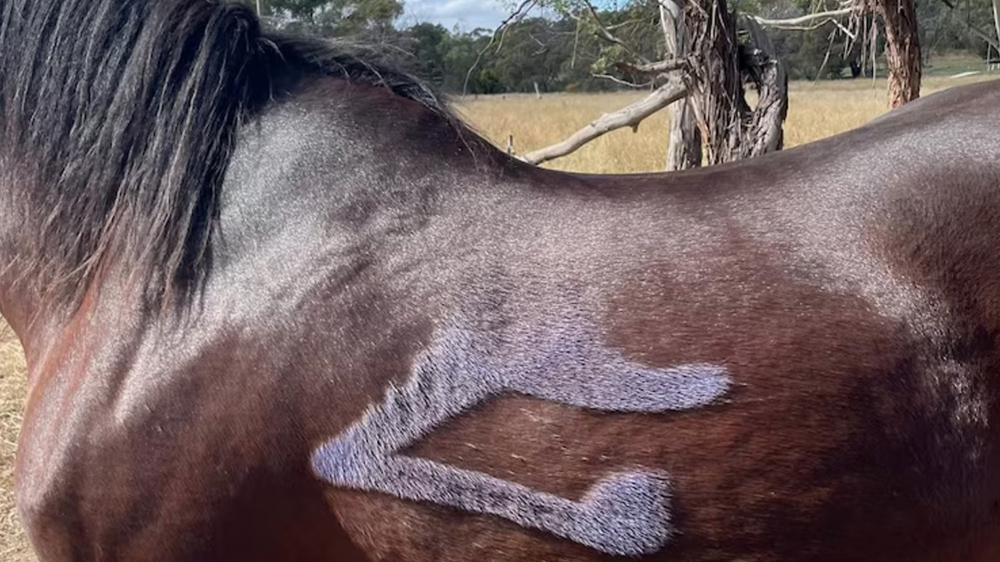 Cavalli e vernice: agguato a Canberra