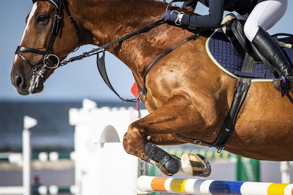 jump horse