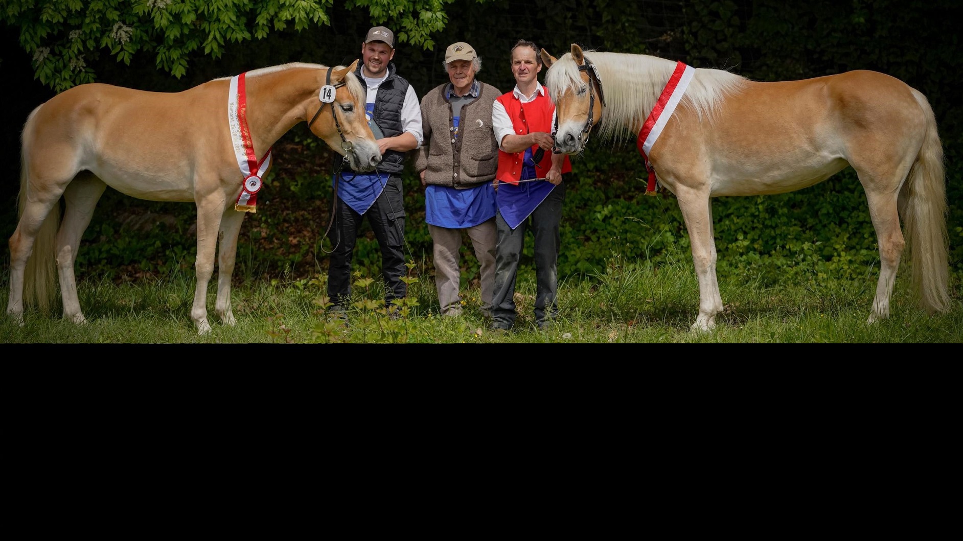 Elodie le canta a tutte all’iscrizione Registro Fattrici Haflinger 2024