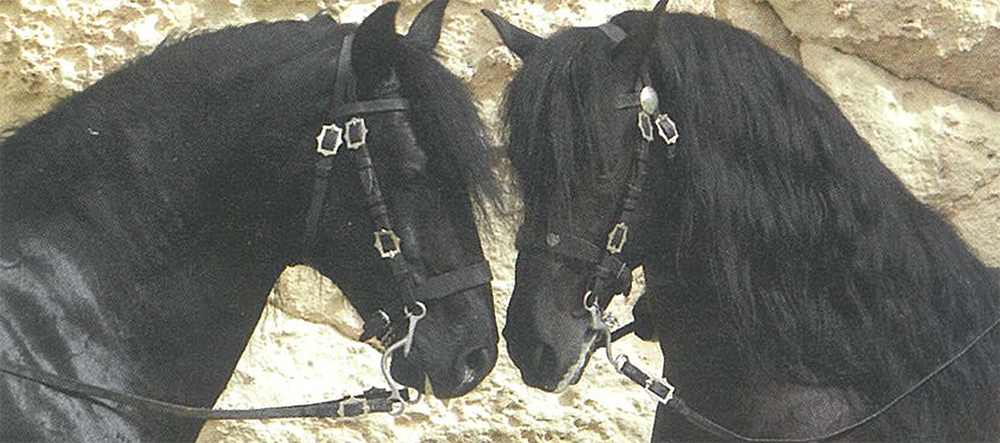 CHIFA Cavalli minorchini 3 copia
