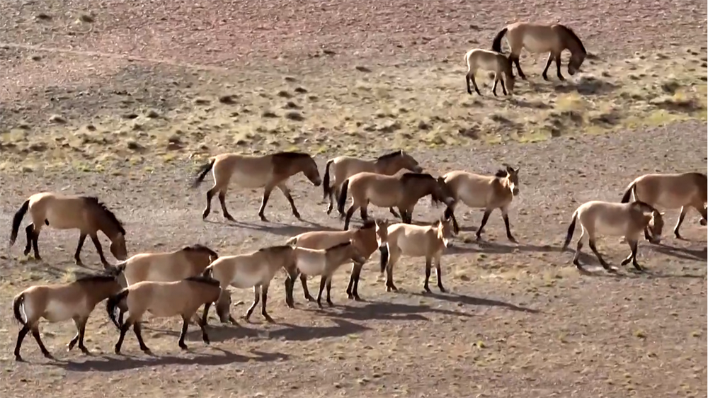 18 Przewalski tornano liberi