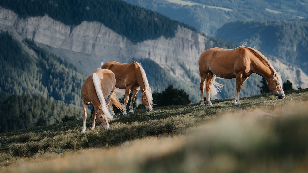 A Sluderno arriva il Festival Haflinger: 150 anni di allevamento!