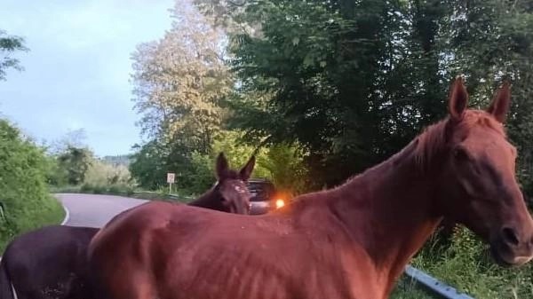 Due cavalli in fuga, per tacer del mulo: li salva il macellaio