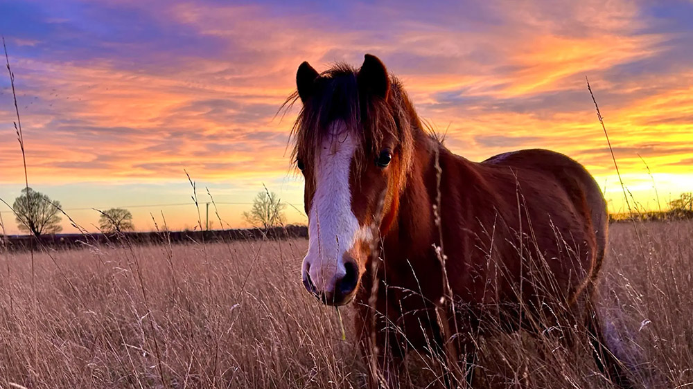 Bransby Horses: tempi duri per i troppo buoni