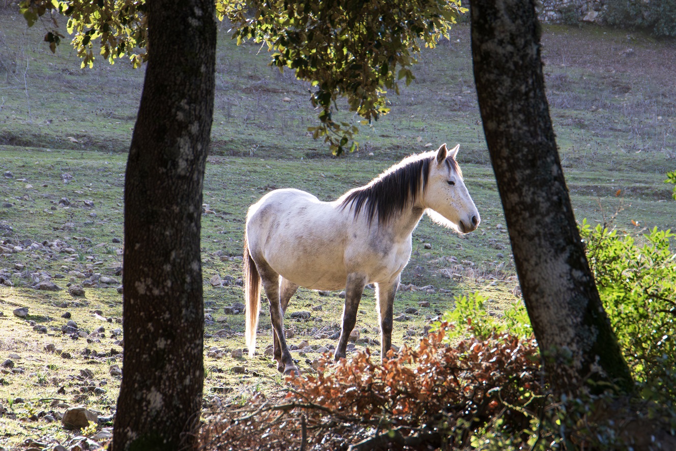 buoni grigi sarcidano