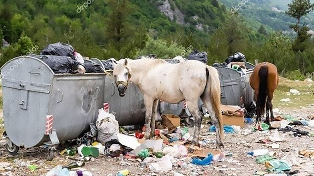 Un appello contro la barbarie dei carrocieros