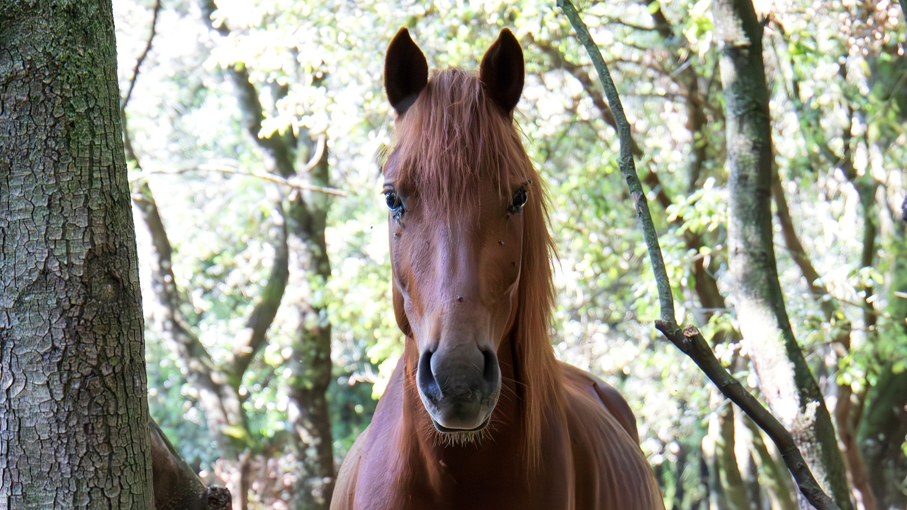 Sardegna: a Laconi Mostra Mercato del Cavallo e Rassegna del Sarcidano