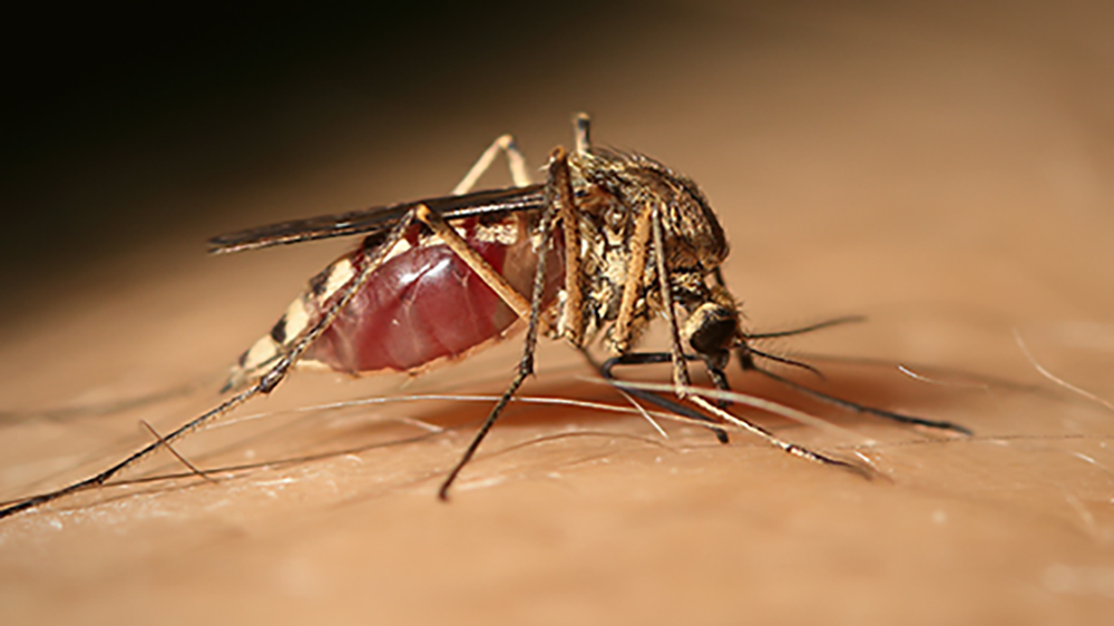 West Nile Virus: uomo di 77 anni ricoverato in provincia di Modena