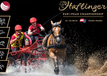 Haflinger 2024, un campionato davvero mondiale