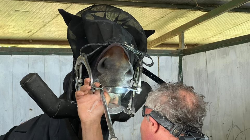 I denti del cavallo: un bene prezioso da proteggere