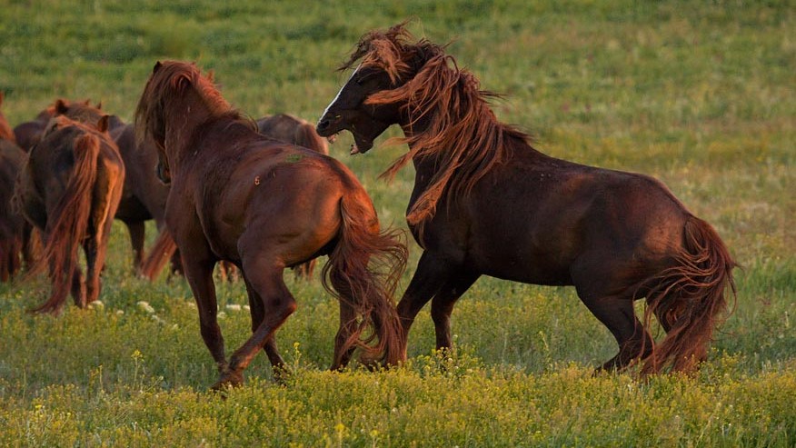 Aggressivo con il cavallo che poi lo morde: risarcimento ridotto