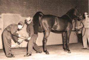 il maresciallo vincenzo blasio ferra un cavallo negli anni 50 a Pinerolo 300x201