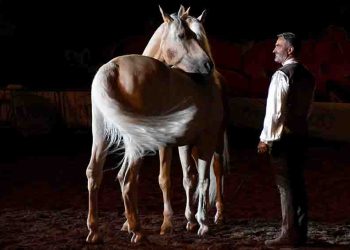 La Mostra Nazionale del Cavallo torna protagonista