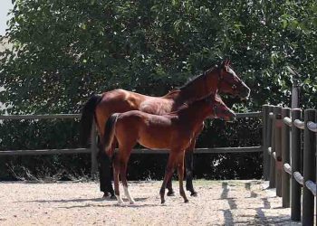 Il red carpet di Ambelia per il Puro Sangue Orientale