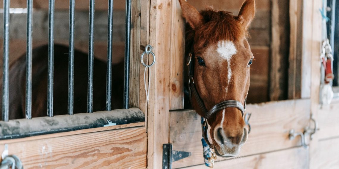 Come capire il malessere dei nostri cavalli