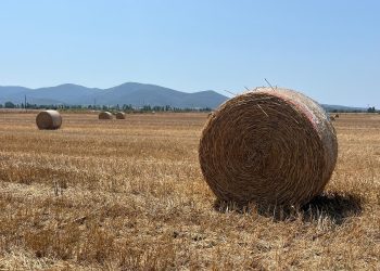 Dalla semina alla rotoballa, com’è dura mettere fieno in cascina