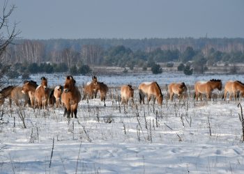 La forza della natura