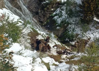 Belluno: 18 cavalli e asini morti in un dirupo