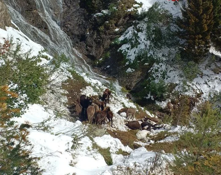 Belluno: 18 cavalli e asini morti in un dirupo