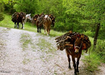 Cantiano: rubati 10 muli e 2 cavalli, appello per ritrovarli