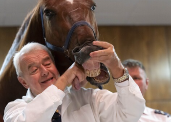 Il cavallo insegna ai futuri medici veterinari