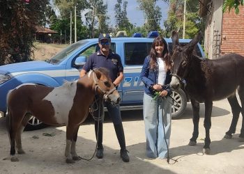 Lieto fine a Catania: asina e pony rubati ritrovati dalla Polizia!