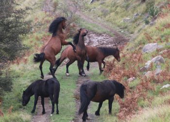 I cavalli dell’Aveto vincono il Folco Quilici