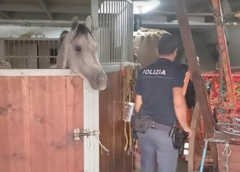 Cavallo in garage. No, non è normale