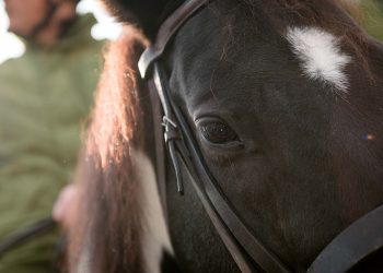Fieracavalli: un programma che fa solo venire voglia di esserci