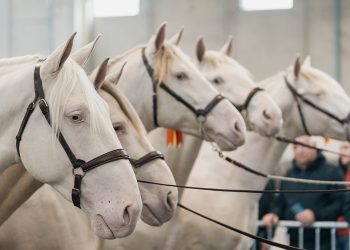 12 milioni di italiani amano i cavalli