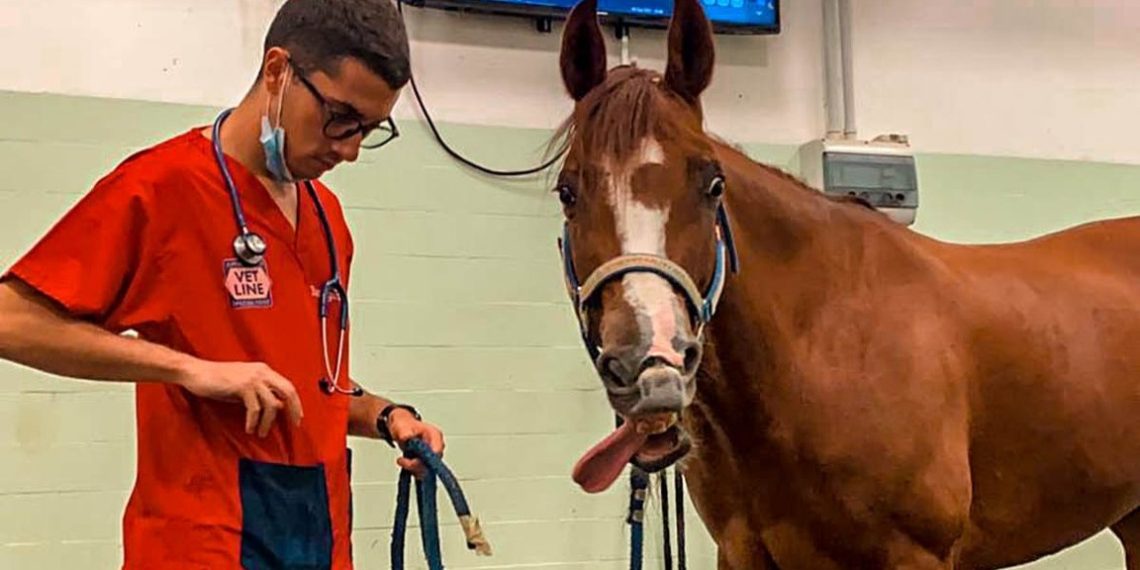 Un paziente dell'Ospedale Veterinario Didattico di Perugia