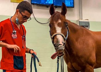 Un paziente dell'Ospedale Veterinario Didattico di Perugia