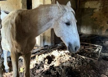 Siena Urbex trova un cavallo ‘fantasma’: chi lo salverà?