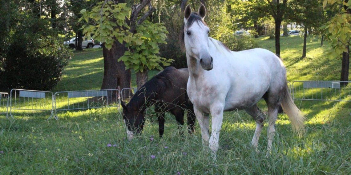 Camillo e Willy sono andati all’Ospedale…