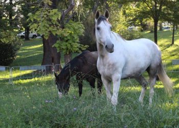 Camillo e Willy sono andati all’Ospedale…