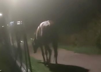 In quattro salvano un cavallo dalle acque